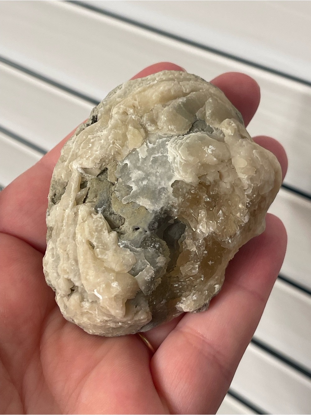 Fossilized clam shell with calcite from Florida